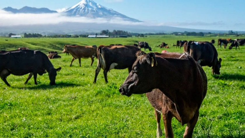 Productores lecheros de Nueva Zelanda difunden un video esperanzador en medio de la cuarentena
