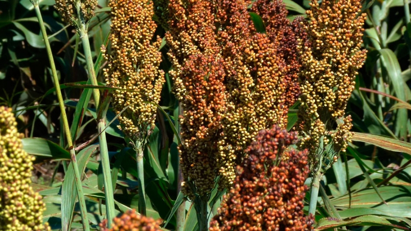Sorgo: revelación de la campaña 2021