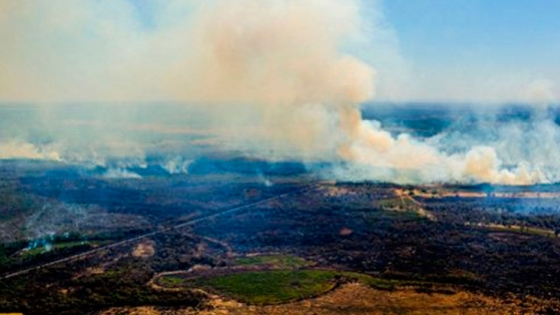 <El Pantanal, el mayor humedal del mundo, se quema en Sudamérica