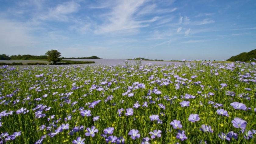 El lino en Entre Ríos avanza con buenos rindes y una producción 22% superior a la campaña pasada