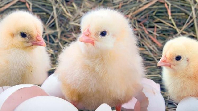 Avicultores piden dejen expeditos insumos para la crianza de pollos