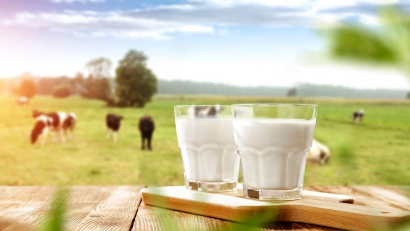Leche de vaca: ocho mitos sobre su consumo