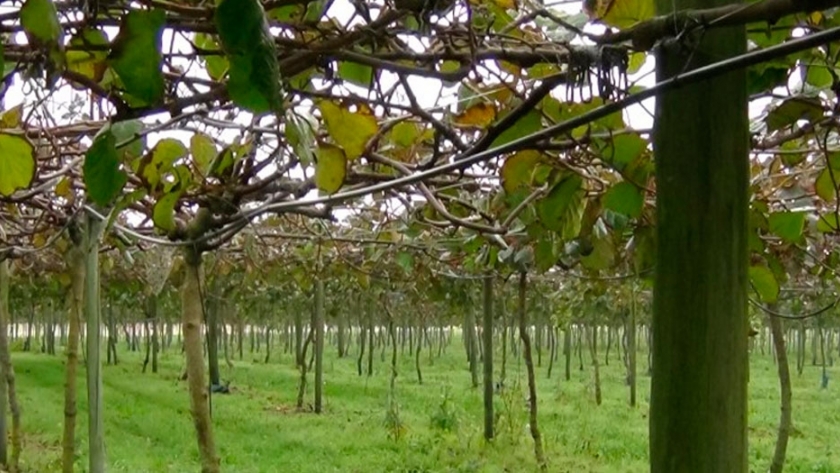 Refuerzan acciones fitosanitarias para el kiwi en el sudeste bonaerense