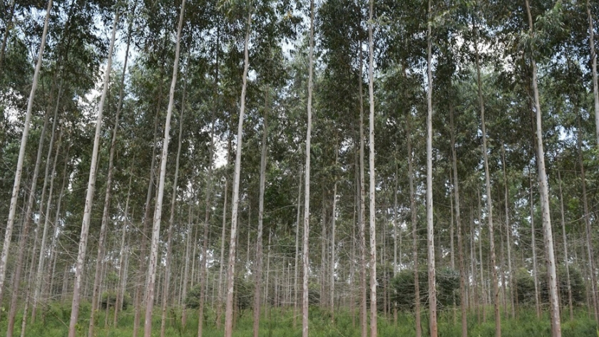 Agricultura transfiere más de $84 millones a 162 forestadores de diez provincias argentinas para nuevos emprendimientos