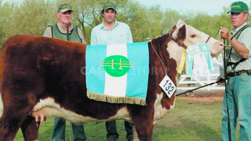 Ya se pueden exportar reproductores bovinos a chile