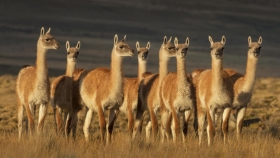 Guanacos en Patagonia: migración no es solo instinto