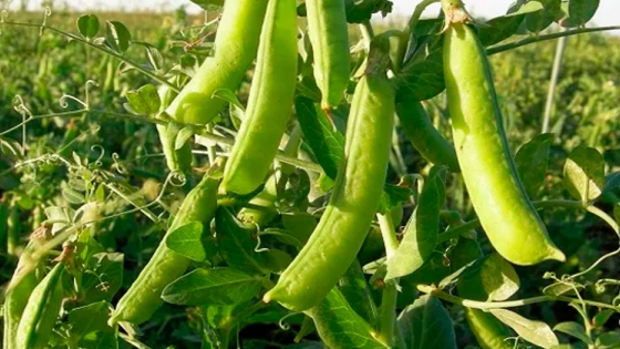 Las legumbres tienen nuevas posiciones arancelarias para la exportación