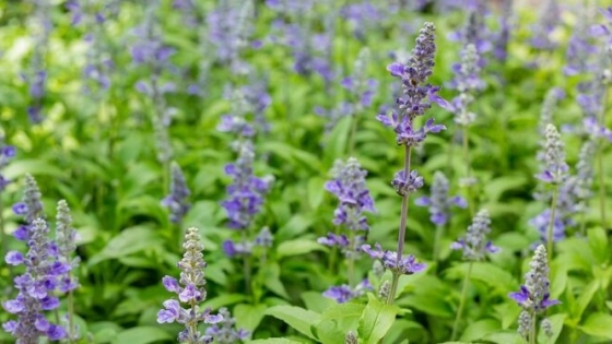 Salvia celeste, una joya perenne de los jardines