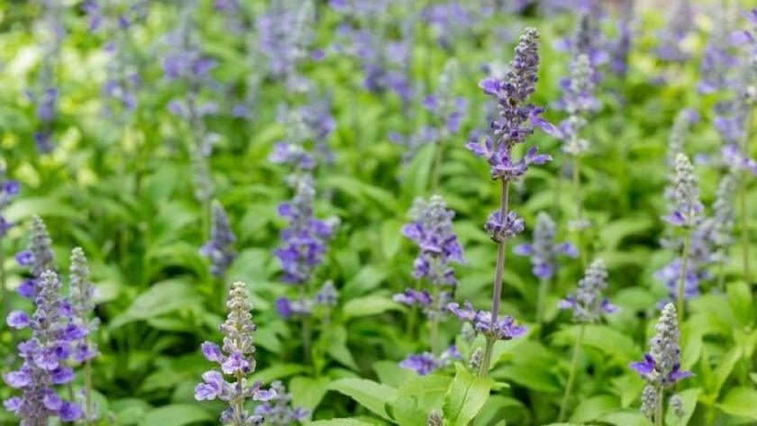 Salvia celeste, una joya perenne de los jardines