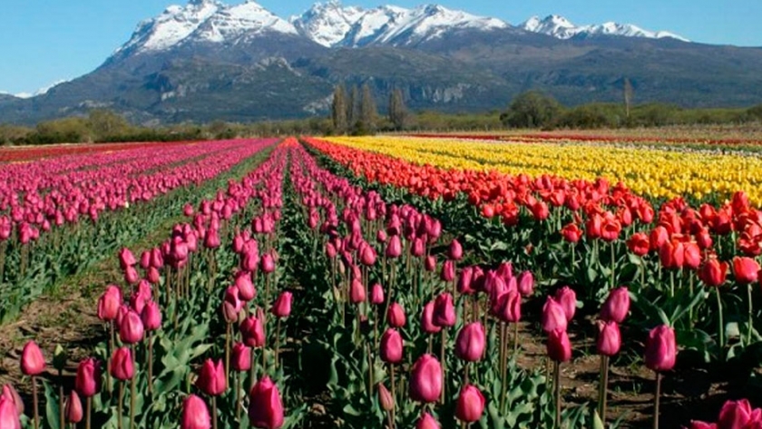 Trevelin: Se inaugura la temporada de Tulipanes