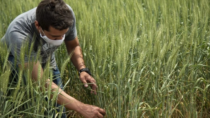 El trigo, un cultivo fundacional y emblemático de la sustentabilidad del agro argentino
