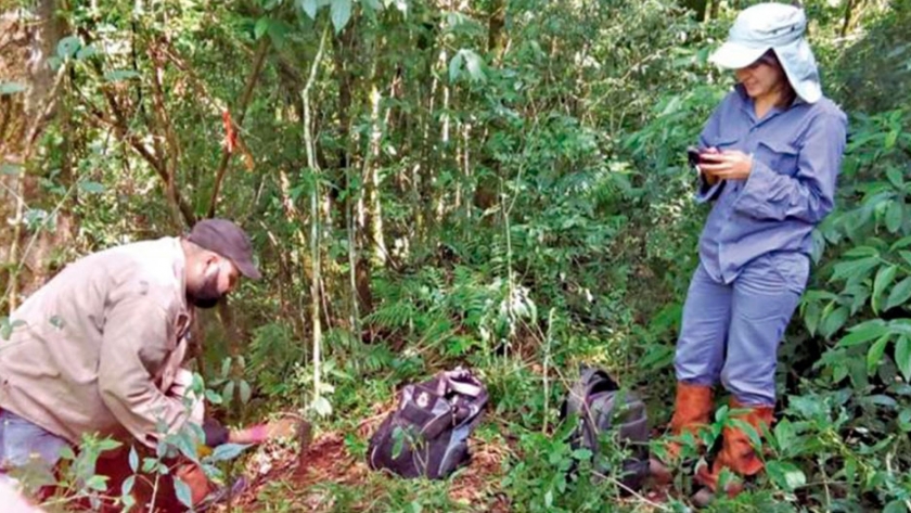 Realizan relevamientos de bosques nativos en San Pedro para su conservación