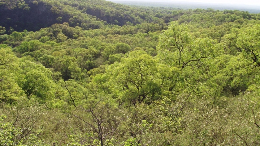Ambiente: capacitación sobre plataformas digitales para trámites de intervención forestal