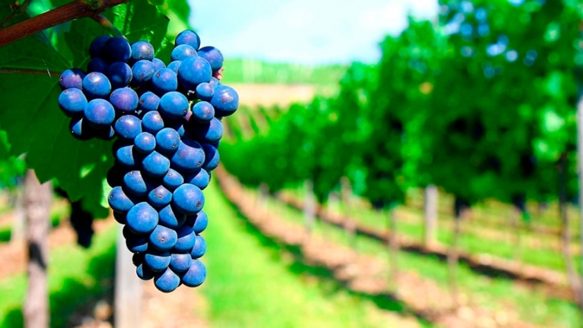 La ruta argentina del Malbec