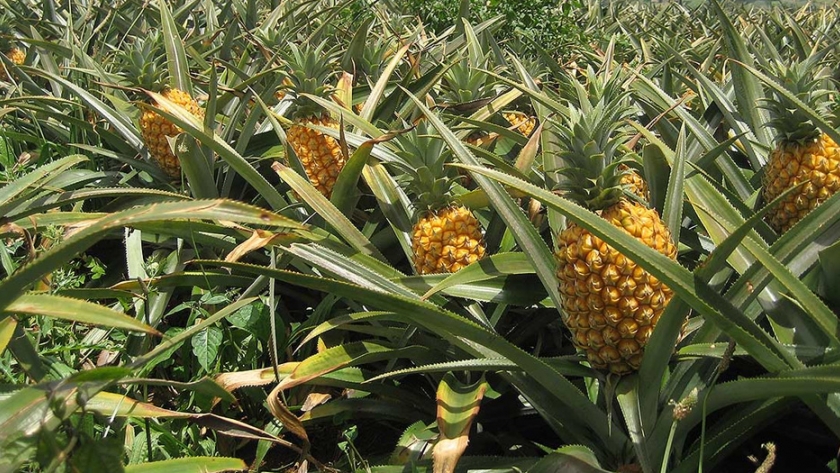 Una buena preparación del suelo es clave para la plantación de hijuelos de piña