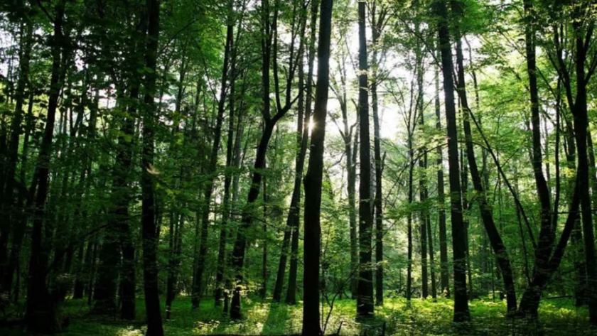 Agricultura transfiere pagos a forestadores por 73,9 millones de pesos
