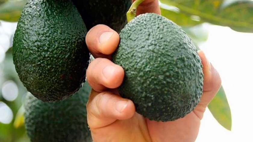 La moda de la palta
