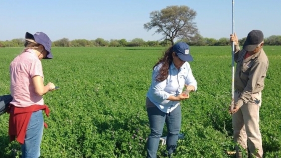 La alfalfa Salinera INTA llega al mercado: una cooperativa lanzará las primeras semillas certificadas