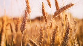 Trigo: el área sembrada alcanzaría un nuevo récord