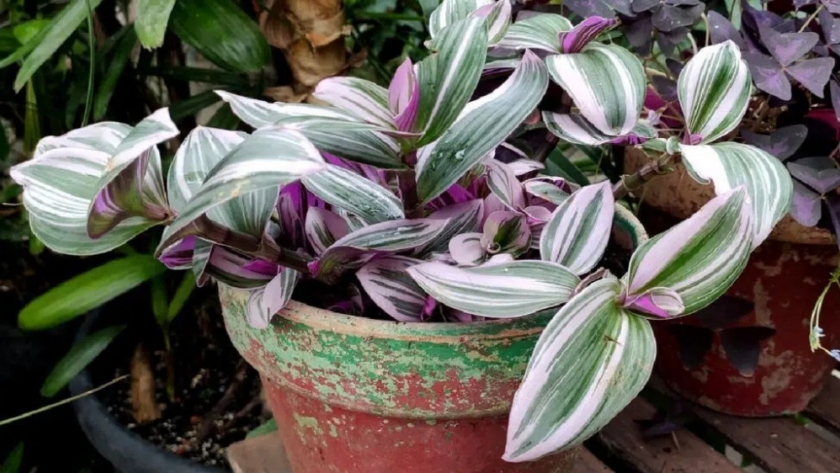 Cómo propagar la tradescantia de manera fácil