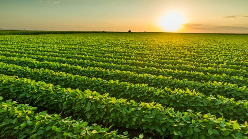 Agricultores de Ontario preparados para la consulta del código de prácticas de grano responsable