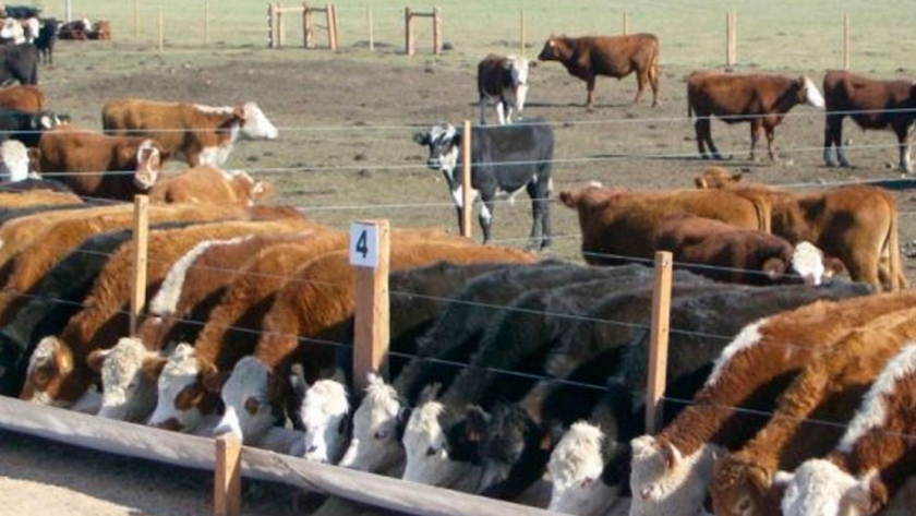 Expoagro: La pandemia, y la cadena de ganados y carnes, del campo al Feedlot