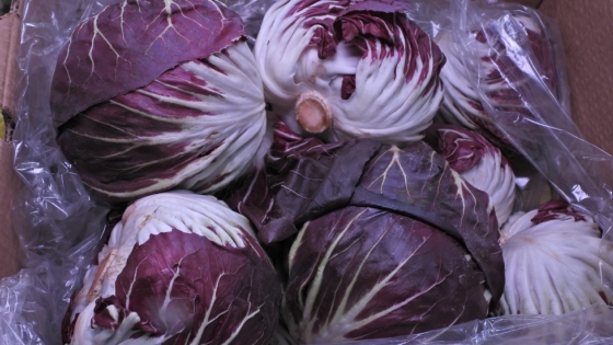 Radicchio