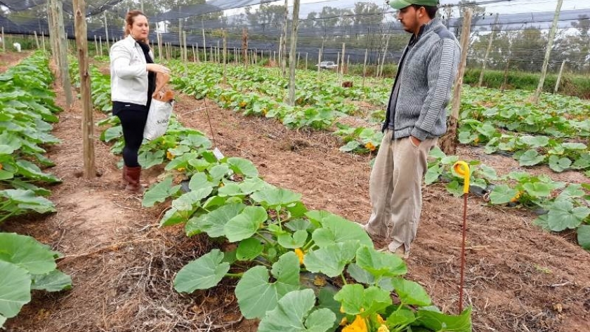 Nanofertilizantes: estudian su aplicación en cultivos hortícolas y suelos marginales