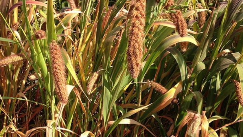 Microbios y plantas: un dúo dinámico