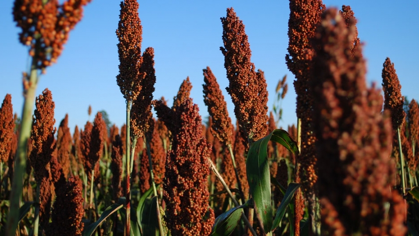 Sorgo: comienza a observarse los primeros síntomas de déficit hídrico