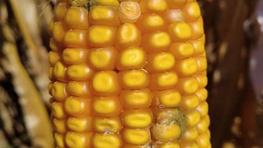 Evalúan el control biológico de hongo en la espiga del maíz, que produce compuesto cancerígeno