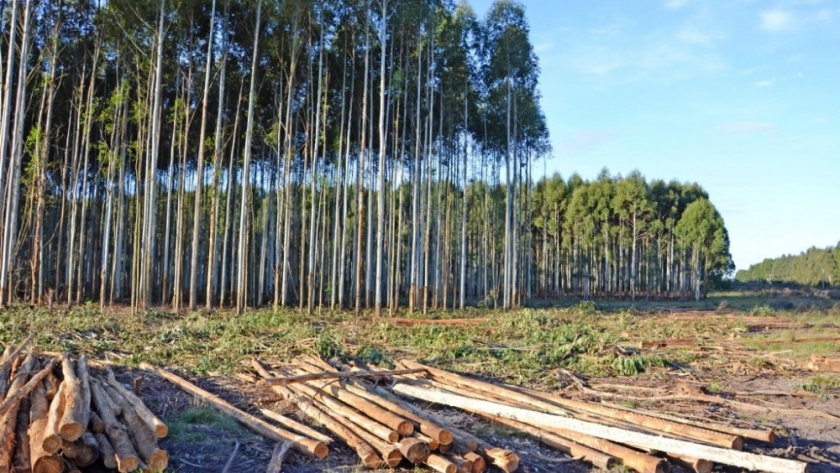 El Mercosur forestal: oportunidades y desafíos para conquistar mercados internacionales