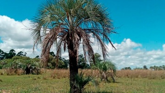 Una palmera única en el mundo abre las puertas de una reserva natural del Ejército en Corrientes