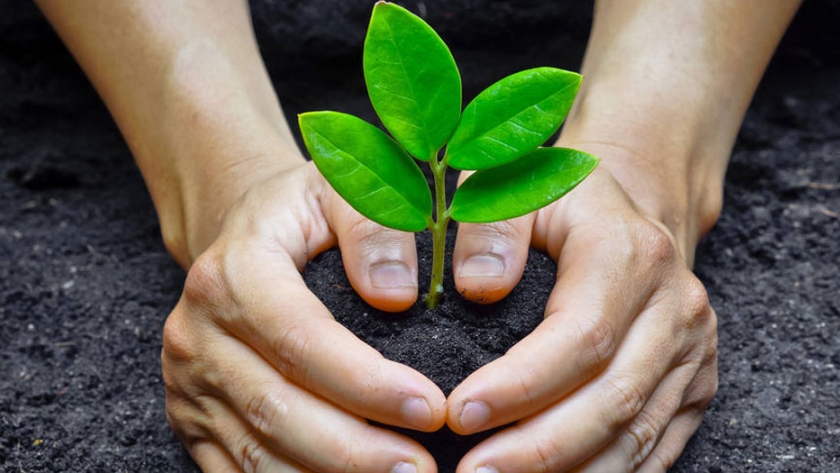 Plantan 3500 árboles nativos para reforestar bosque incendiado en cerro Catedral