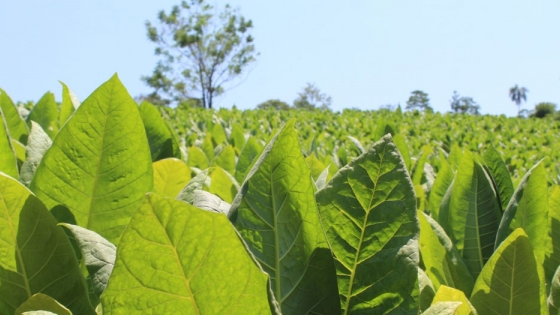 La Nación respondió sobre el estado de recursos financieros para los productores tabacaleros de la provincia