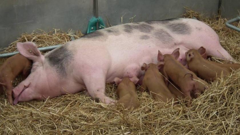 Recría de cerdos: una etapa de vital importancia para la ganancia de peso