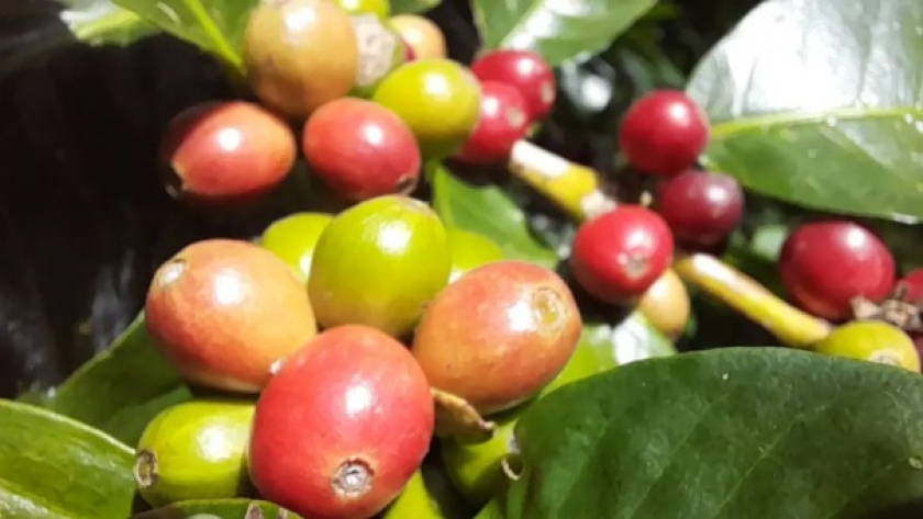 Panamá Aumenta las Importaciones de Café en 90,000 Quintales Debido a la Escasez