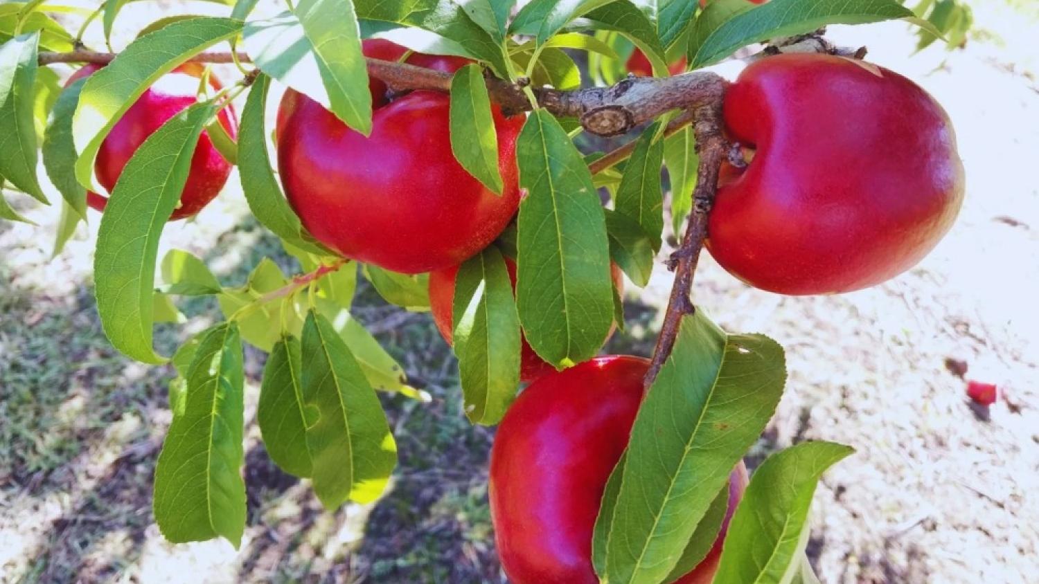 Argentina presenta una nueva nectarina “larga vida” desarrollada por el INTA tras más de una década de investigación
