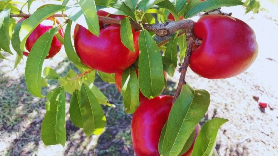 Argentina presenta una nueva nectarina “larga vida” desarrollada por el INTA tras más de una década de investigación