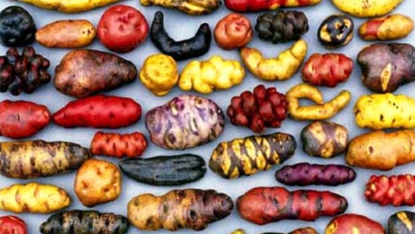 Se busca promover el consumo de la papa peruana