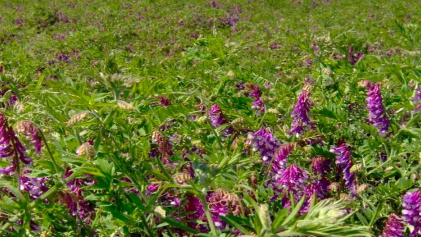 Intoxicación de bovinos con vicia, un problema cada vez más frecuente