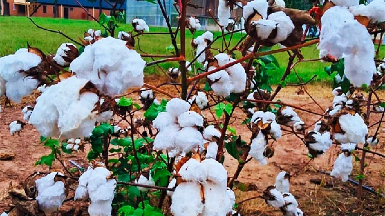 Mesa Algodonera Nacional debatirá genética, mercado y clima