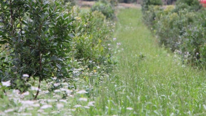 El INYM promueve prácticas amigables con el ambiente, sin el uso de agrotóxicos, para una producción de calidad y sostenida en el tiempo