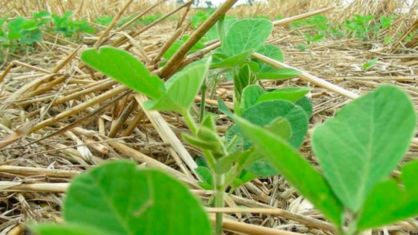 Atrás de una mezcla de avena y vicia, la soja rinde hasta 20% más