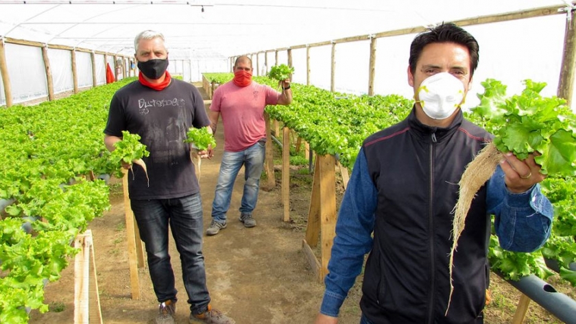 Por la pandemia, tres emprendedores se iniciaron en el cultivo hidropónico de hortalizas