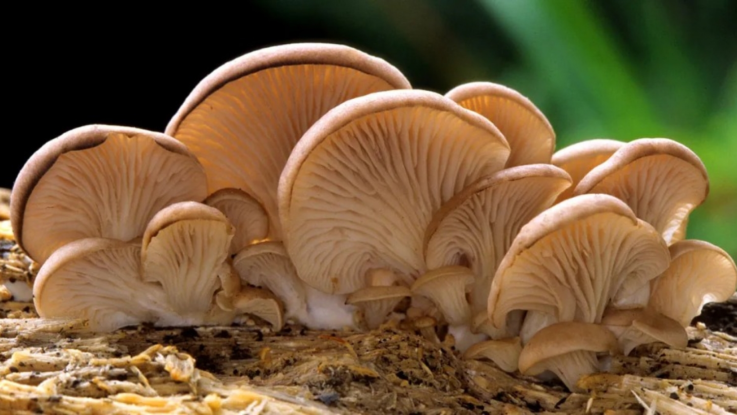 Hongos con vitamina D₂: un desarrollo científico argentino con potencial productivo