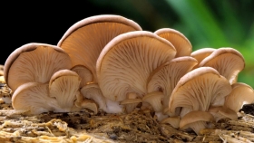 Hongos con vitamina D₂: un desarrollo científico argentino con potencial productivo