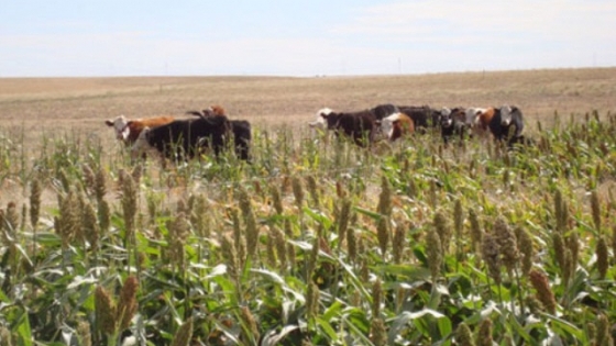 Recomendaciones para pastoreo de sorgo en condiciones de sequía