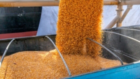 Conab reconoce que Brasil deberá importar al menos 2,3 millones de toneladas de maíz debido a la falla productiva del cultivo tardío