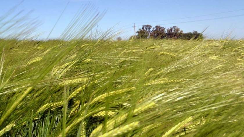 Maltería Oriental retomó inversión millonaria y aumentará la producción de cebada en 2022